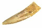 Fossil Spinosaurus Tooth - Real Dinosaur Tooth #268203-1